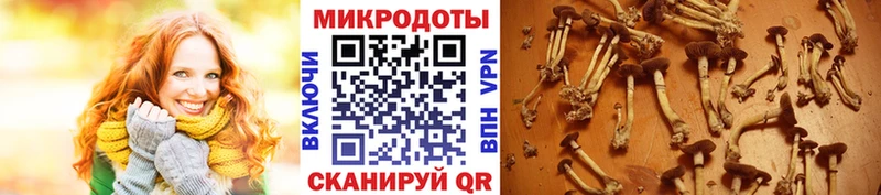Галлюциногенные грибы Cubensis  Крымск 